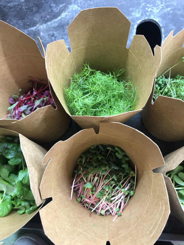 Power of Microgreens for a Healthier You
