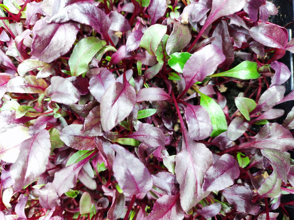 Calcium: The building block of strong bones and beyond