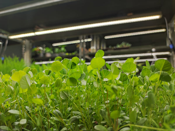 The Rise of Indoor Microgreen Farming: Benefits and Challenges