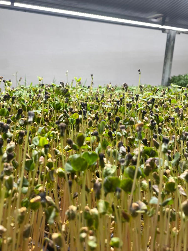 Exploring the power of antioxidants: A comprehensive guide