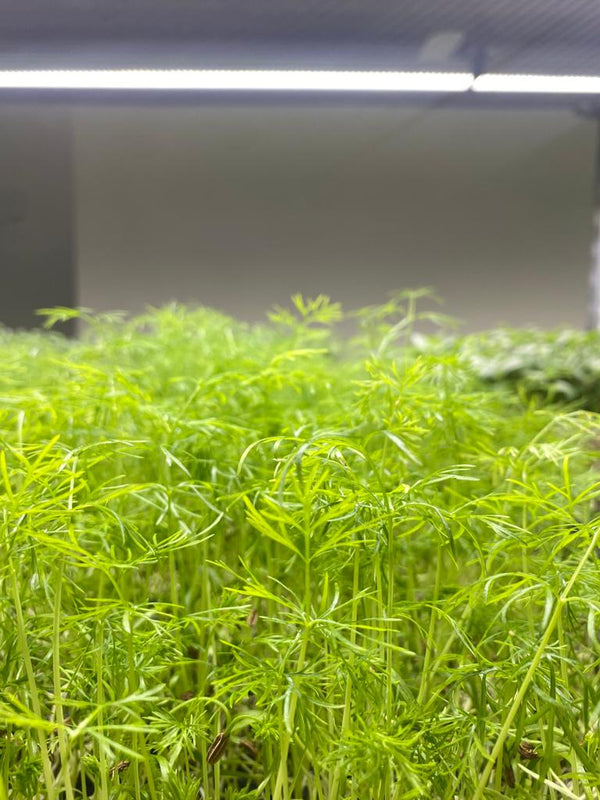 The superiority of dried microgreens in capsules: A nutritional innovation