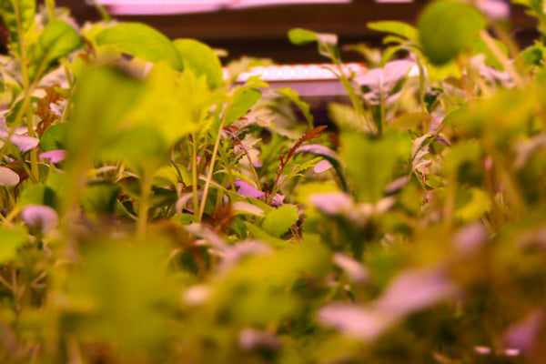 The Ultimate Debate: Microgreens vs Mature Plants