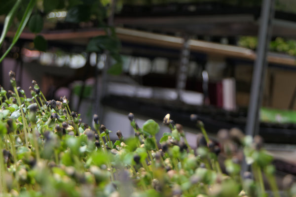 Only Plants: Scientific Research and Micronutrient Profiling