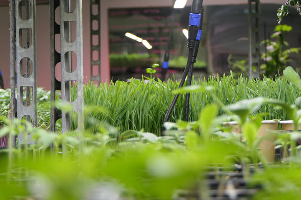 Magnesium: The mighty mineral essential for health and well-being