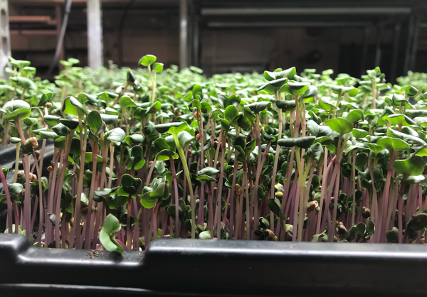 Radish Microgreens: The Nutritional Superstars