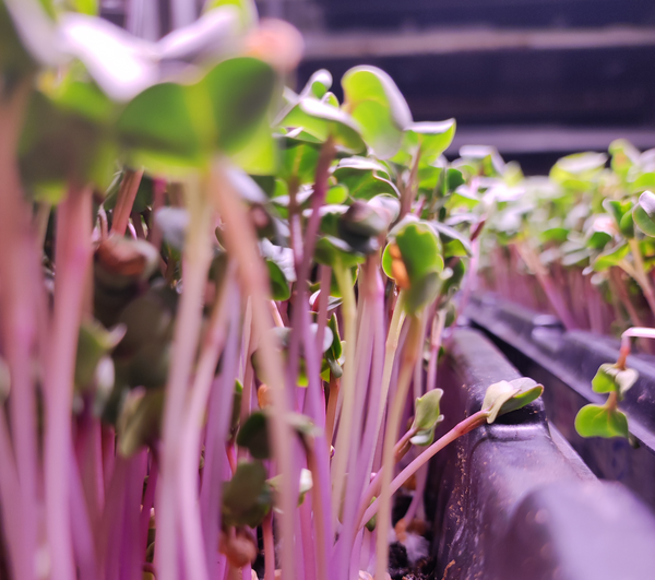 Why Radish Microgreen Powder is the Perfect Addition to Any Recipe!