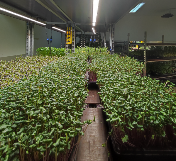 Unlocking the Antioxidant Power of Radish Microgreens