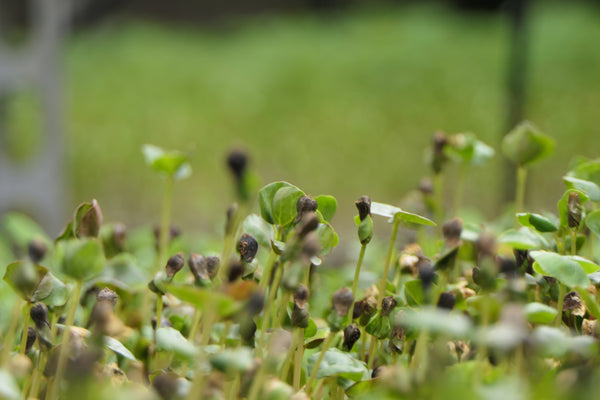 Understanding the role of sodium: Exploring its benefits in the human body